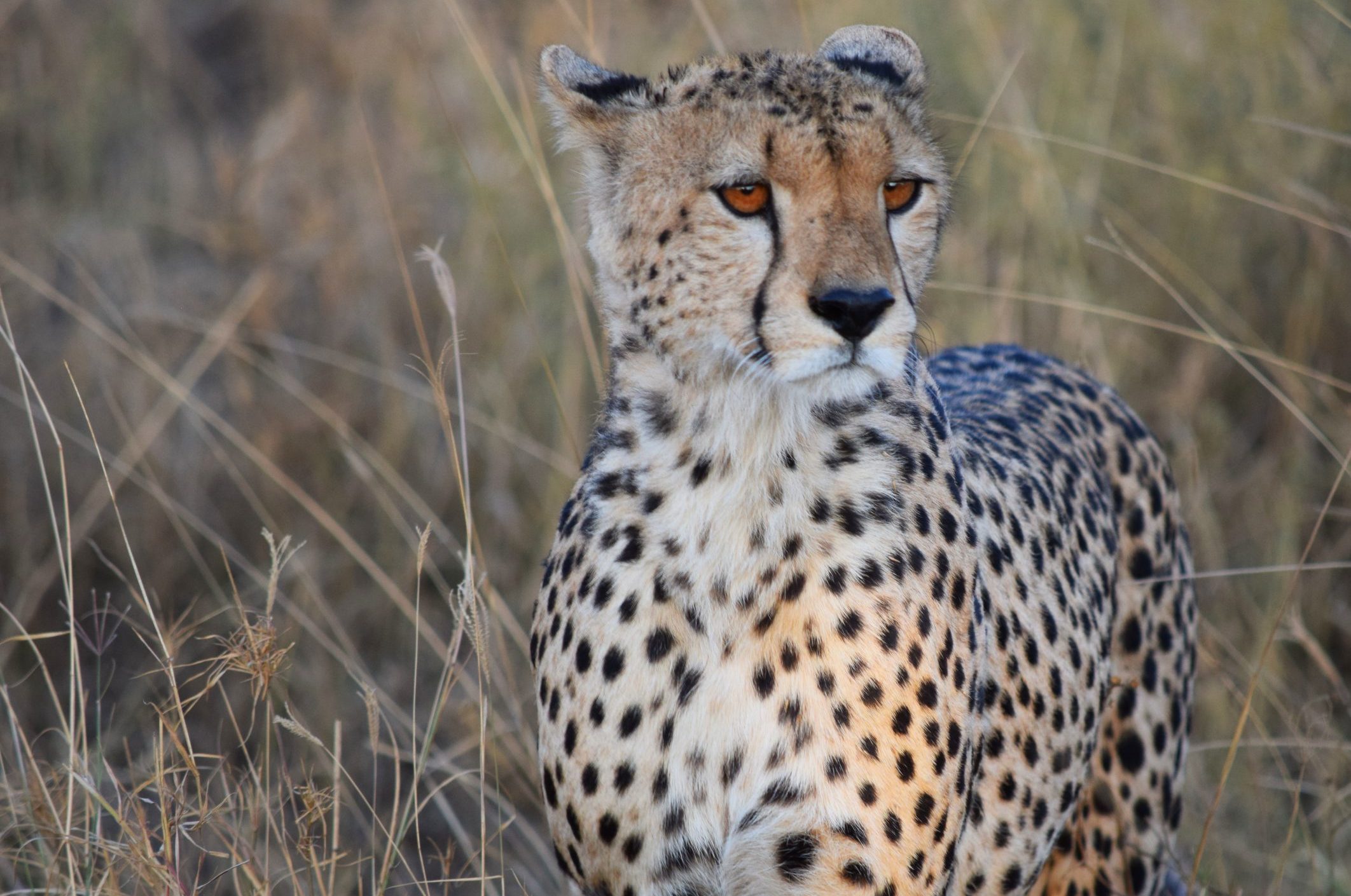 Hacer un safari: 8 cosas que debes saber