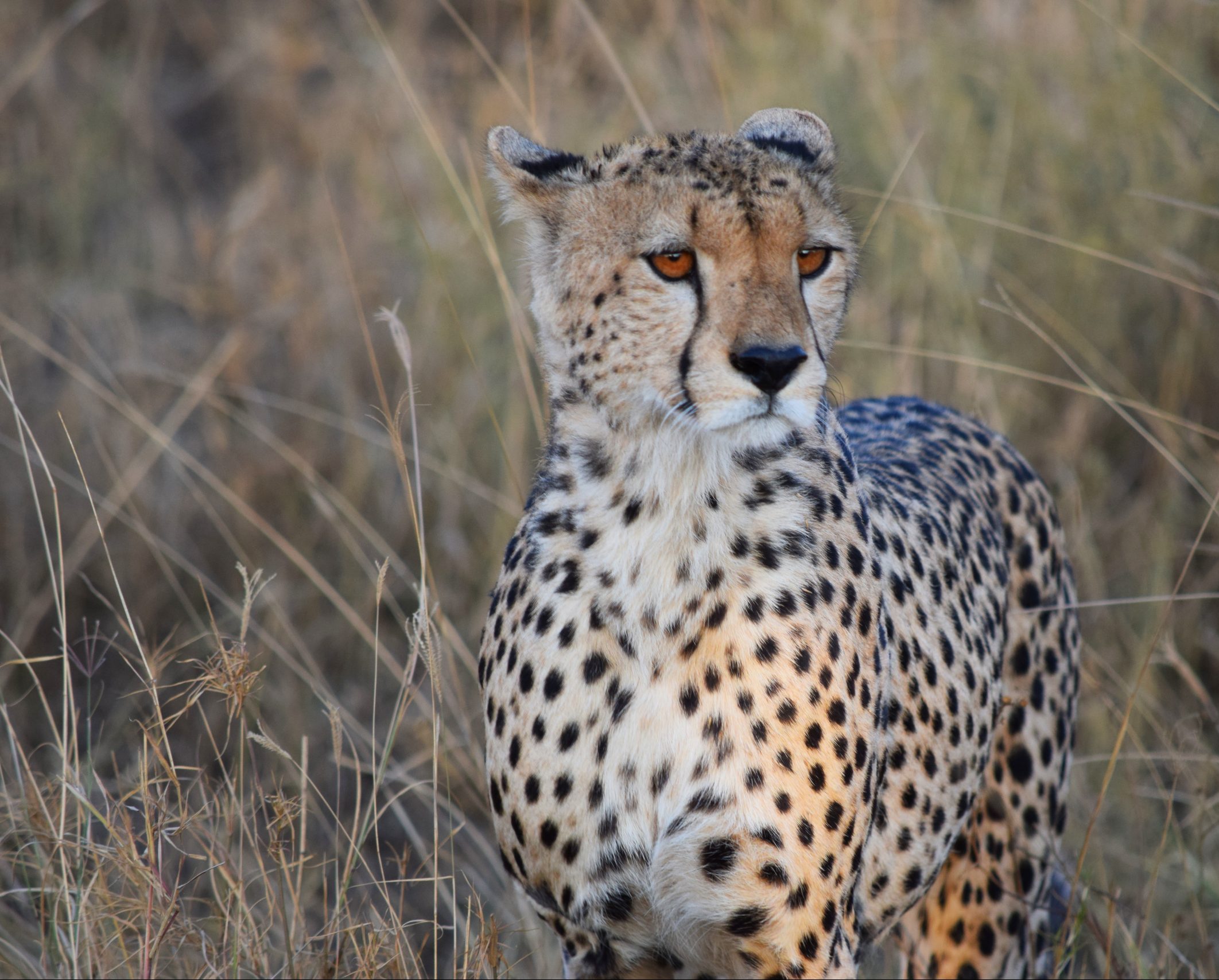 Hacer un safari: 8 cosas que debes saber