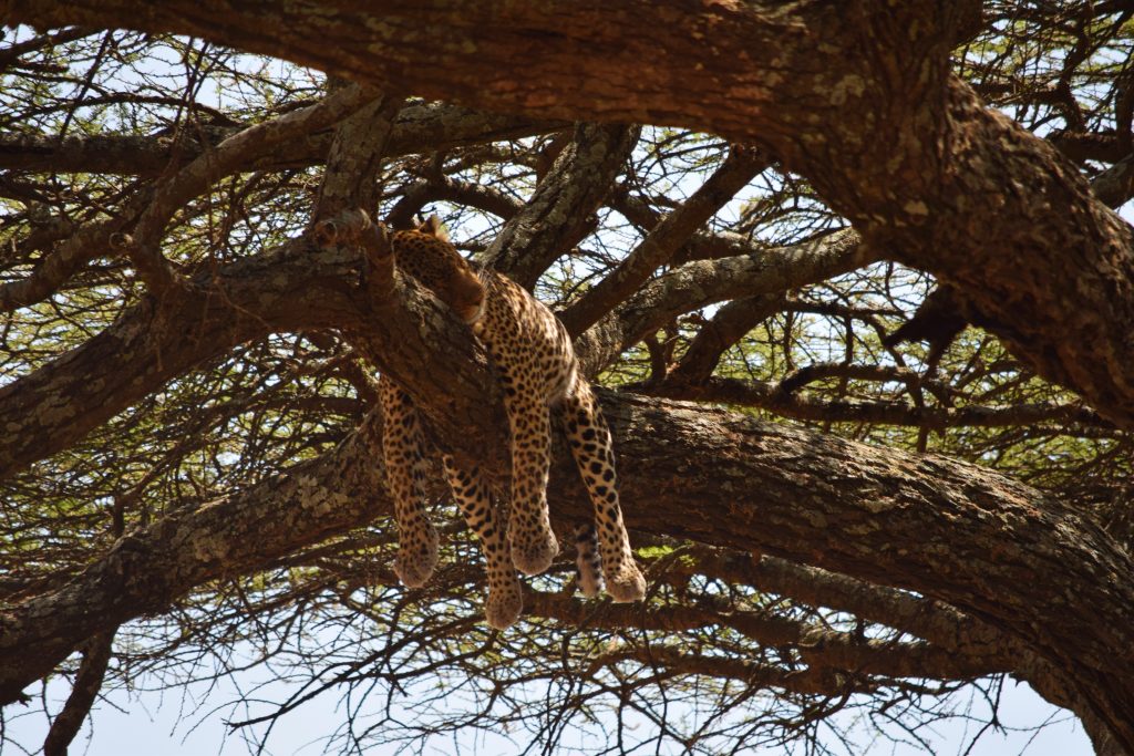 Leopardo, el escurridizo de los Big Five