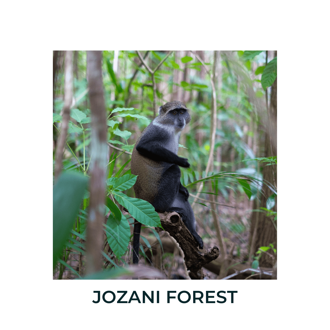 JOZANI FOREST