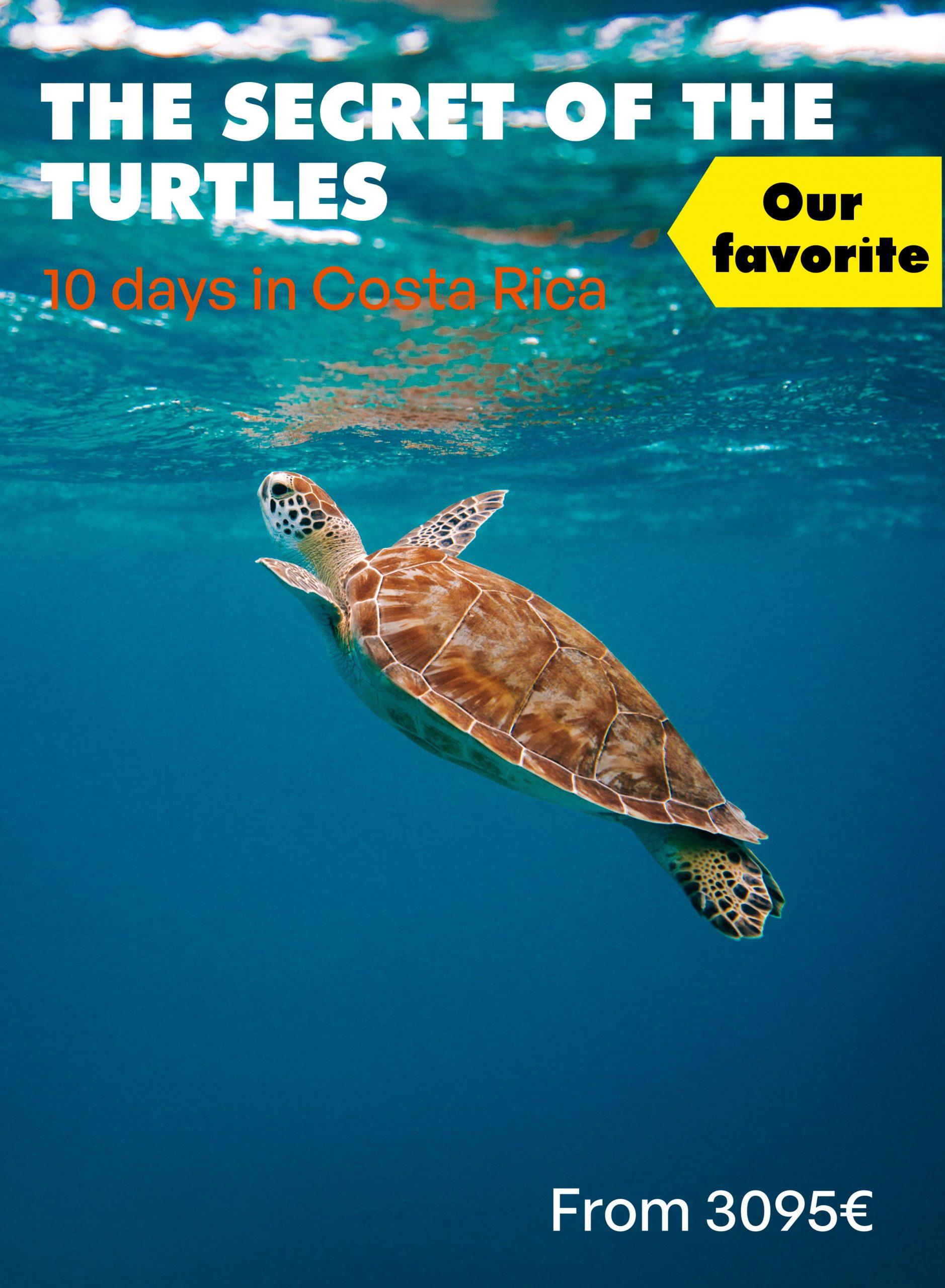 The secret of the turtles