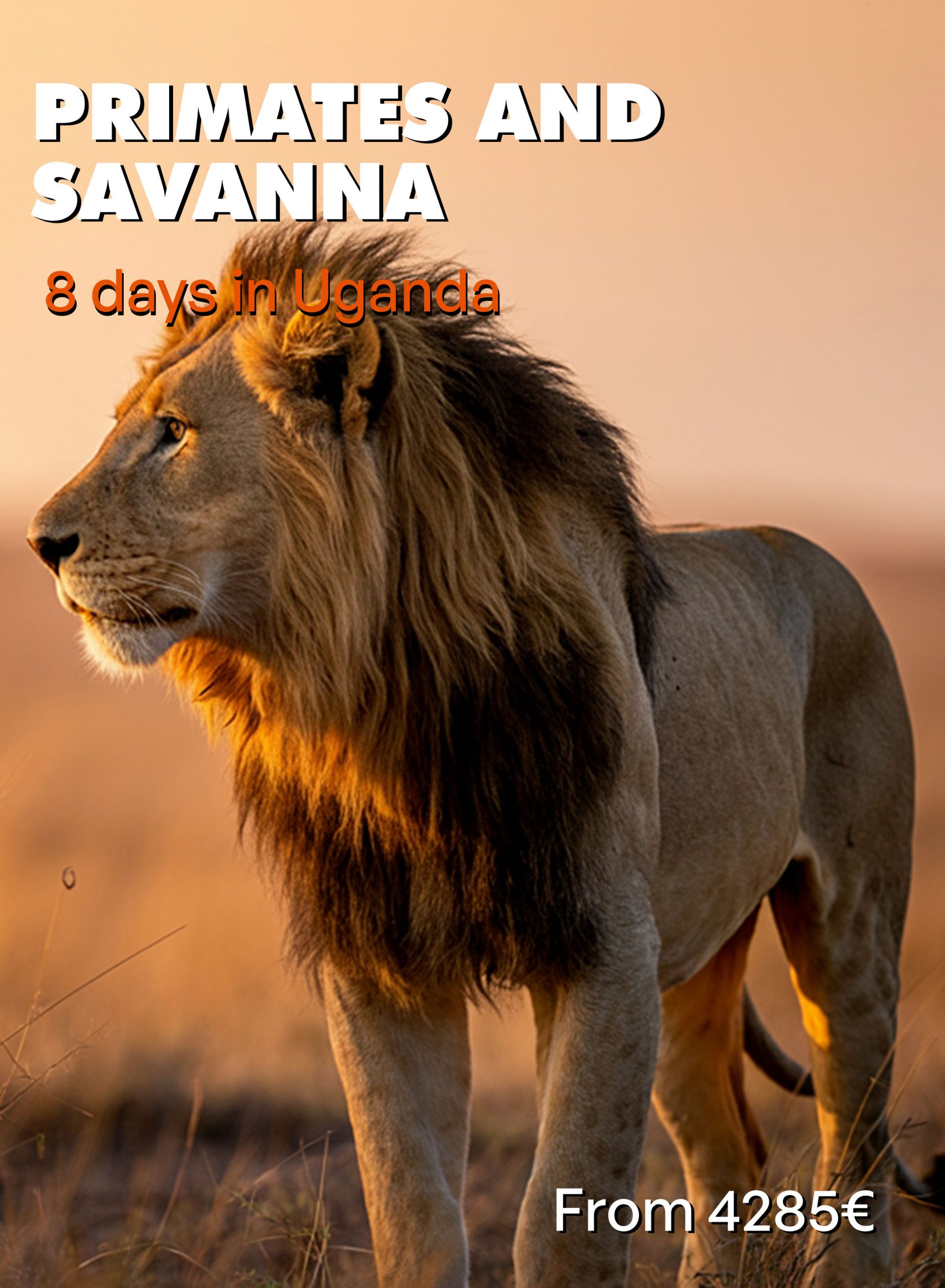 PRIMATES Y SABANA DIAP
