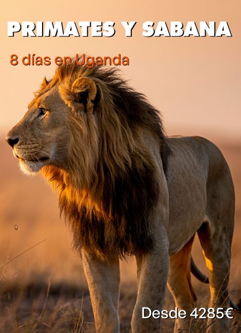 PRIMATES Y SABANA DIAP