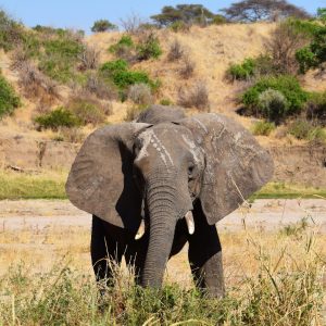 Elefante en Tarangire