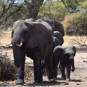 Elefante, el más grande de Los Big Five en Tarangire